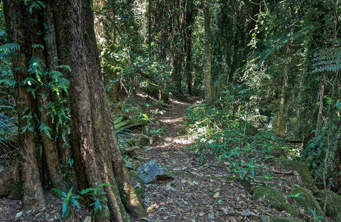 Pholis Gap Walking Track - New Castle Holiday 0