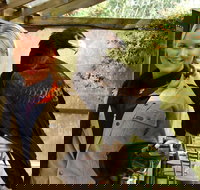 Raptor Domain - New Castle Holiday