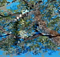 Ridge Walking Track - New Castle Holiday