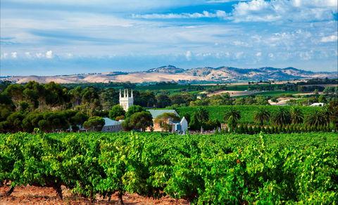 Seppeltsfield Road Barossa Valley - New Castle Holiday 1