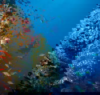 SS Yongala Dive Site - New Castle Holiday