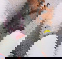 Swan Valley Cuddly Animal Farm - New Castle Holiday