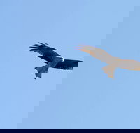 Yanga Lake Red Gum Bird Hide - New Castle Holiday