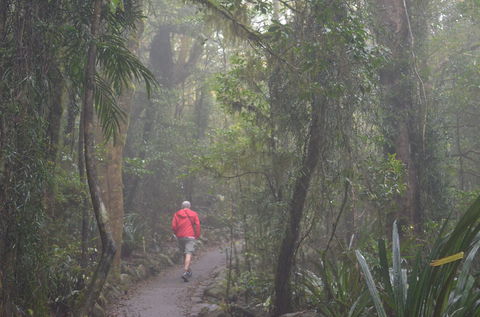 Best Of All Lookout Track, Springbrook National Park - New Castle Holiday 1