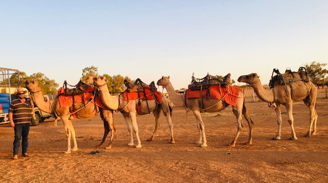 Broken Hill Camels - New Castle Holiday 0