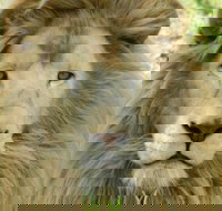 Darling Downs Zoo - New Castle Holiday