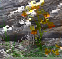 Dawn Atwell Nature Reserve - New Castle Holiday