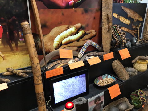 Dingo Dreaming - New Castle Holiday 1