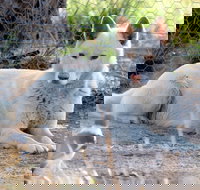 Durong Dingo Sanctuary - New Castle Holiday