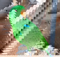 Eyre Reptile  Wildlife Park - New Castle Holiday