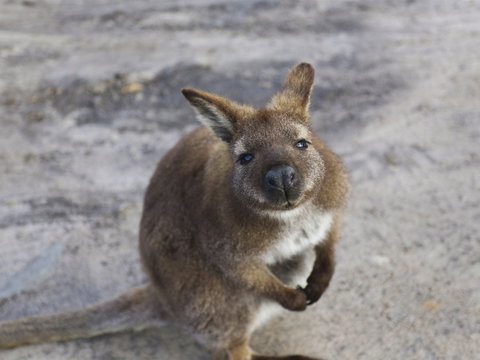 Friendly Beaches - New Castle Holiday 1