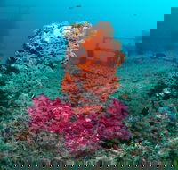 HMAS Brisbane Dive Site - New Castle Holiday