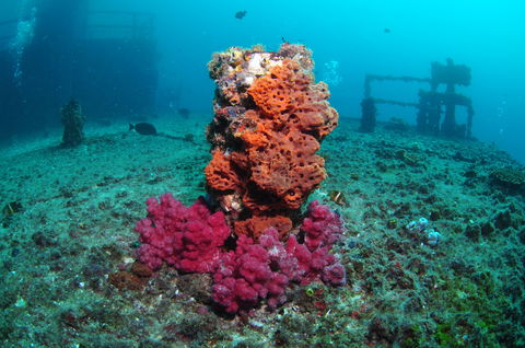 HMAS Brisbane Dive Site - New Castle Holiday 0