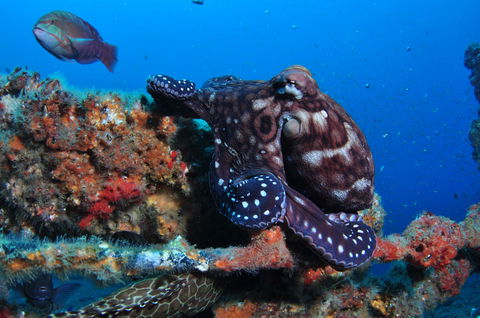 HMAS Brisbane Dive Site - New Castle Holiday 2
