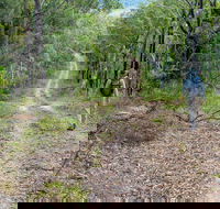 Kangaroo River Walking Track - New Castle Holiday