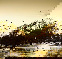 Kinchega Homestead Billabong Walk - New Castle Holiday