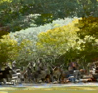 Lone Pine Koala Sanctuary - New Castle Holiday