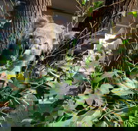 Macadamia Castle - New Castle Holiday