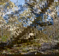 Mount Barrington picnic area - New Castle Holiday