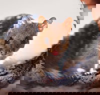 Mulligans Flat Woodland Sanctuary - New Castle Holiday