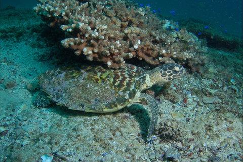 Round Bommie - New Castle Holiday 0