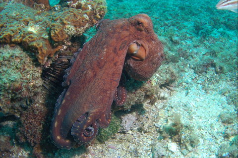 Round Bommie - New Castle Holiday 1