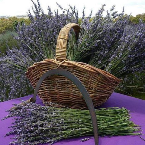 Rustique Lavender Farm - New Castle Holiday 0