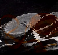 Shellharbour City Museum formerly Tongarra Museum - New Castle Holiday