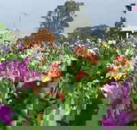 Smokin Heights Iris Display Garden - New Castle Holiday