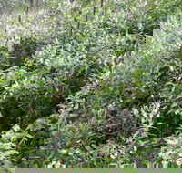 Snowgum Walking Track - New Castle Holiday
