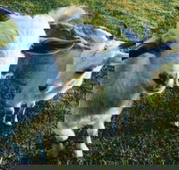 Splitters Farm - New Castle Holiday