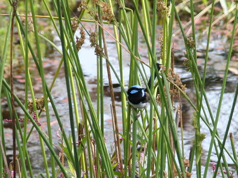 Swainsona Reserve - New Castle Holiday 1