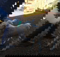 Taralga Wildlife Park - New Castle Holiday