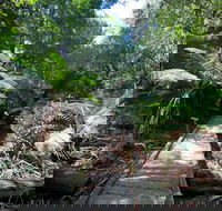Wirrawilla Rainforest Walk - New Castle Holiday
