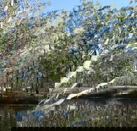 Wongi State Forest - New Castle Holiday