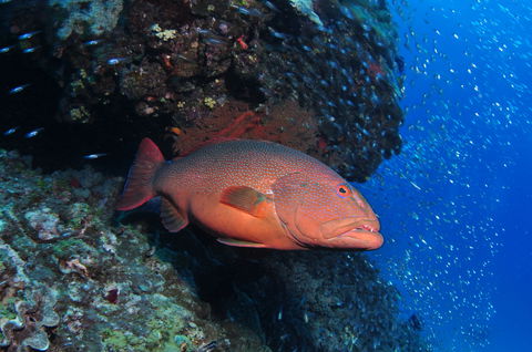 Anchor Bommie Dive Site - New Castle Holiday 0