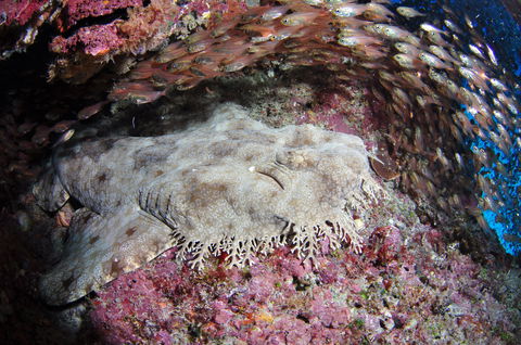 Anchor Bommie Dive Site - New Castle Holiday 1