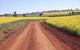 Canola Trail - thumb 2