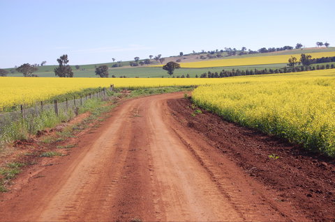 Canola Trail - New Castle Holiday 2