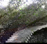 Carole Green Walkway - John Oxley Reserve - New Castle Holiday