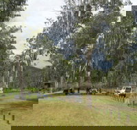 Chaelundi National Park - New Castle Holiday