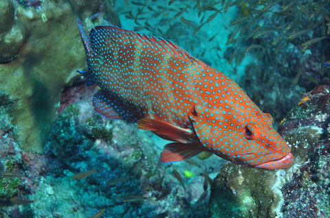 Cobia Hole Dive Site - New Castle Holiday 0