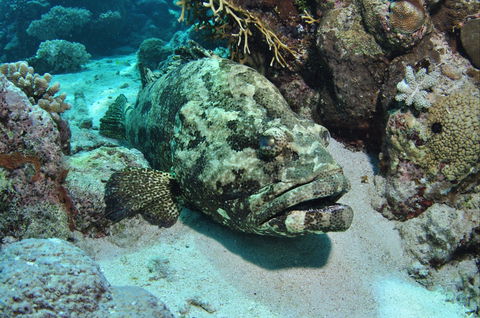 Cobia Hole Dive Site - New Castle Holiday 1