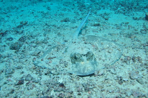 Cobia Hole Dive Site - New Castle Holiday 2