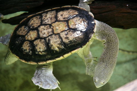 Discover Deadly - New Castle Holiday 1