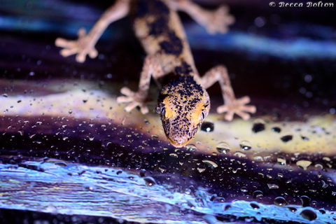 Discover Deadly - New Castle Holiday 2