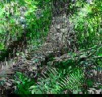 Djiru National Park - New Castle Holiday