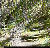 Euglah Rock Walking Track - New Castle Holiday