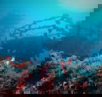 ex HMAS Adelaide - New Castle Holiday