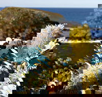 Green Island Walking Track - New Castle Holiday